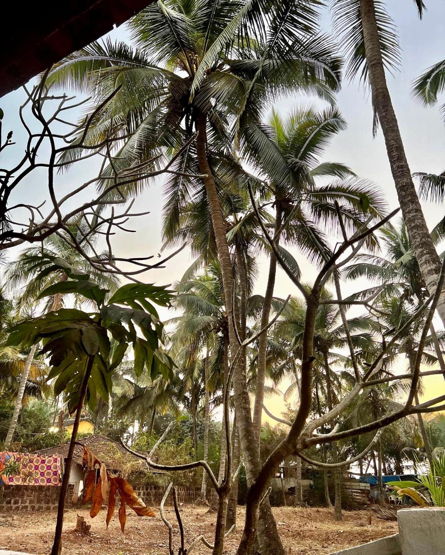 The Wild Flower! Anjuna Exterior foto